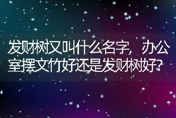 办公室摆文竹好还是发财树好