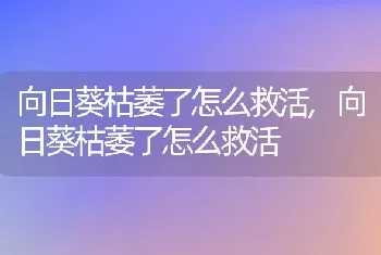 向日葵枯萎了怎么救活