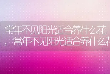 常年不见阳光适合养什么花