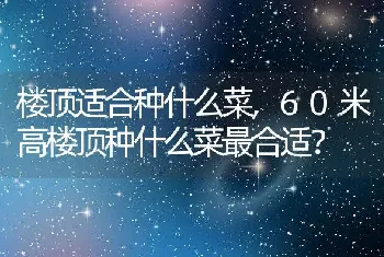 60米高楼顶种什么菜最合适