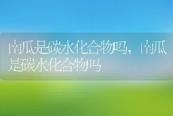 南瓜是碳水化合物吗