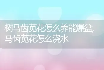 树马齿苋花怎么养能爆盆