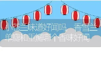 小苍兰味道好闻吗