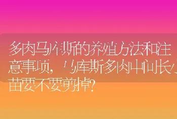 马库斯多肉中间长小苗要不要剪掉