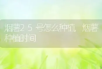 烟薯25号怎么种植