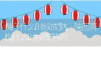 梅子什么时候成熟