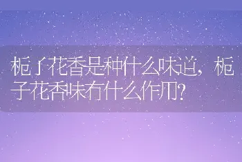 栀子花香味有什么作用