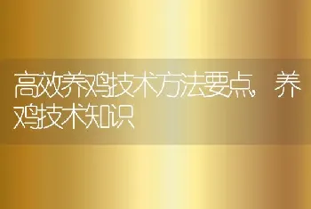 高效养鸡技术方法要点