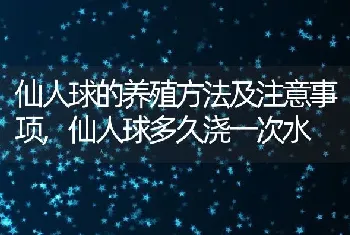 仙人球的养殖方法及注意事项