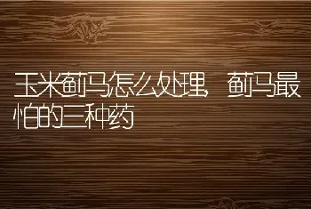 玉米蓟马怎么处理