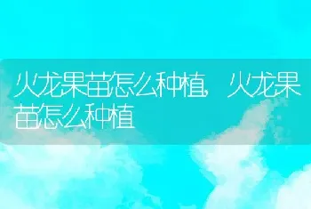 火龙果苗怎么种植