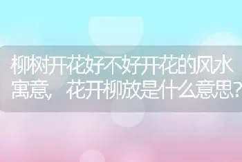 花开柳放是什么意思