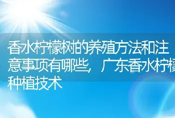 香水柠檬树的养殖方法和注意事项有哪些