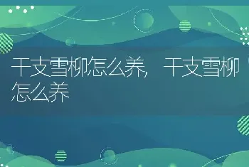 干支雪柳怎么养