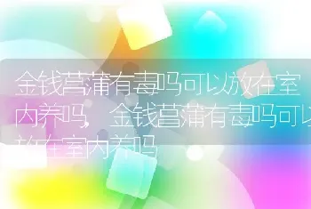 金钱菖蒲有毒吗可以放在室内养吗