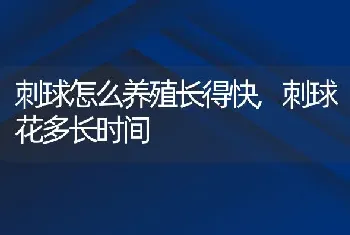 刺球怎么养殖长得快