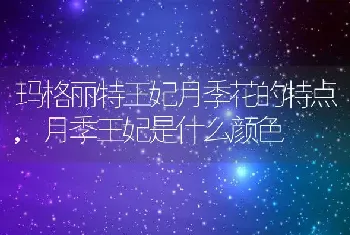 玛格丽特王妃月季花的特点