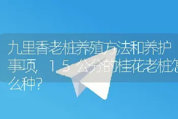 15公分的桂花老桩怎么种