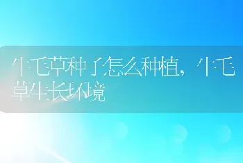 牛毛草种子怎么种植