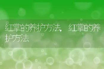 红掌的养护方法