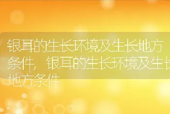 银耳的生长环境及生长地方条件