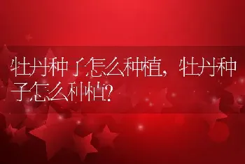 牡丹种子怎么种植