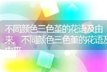 不同颜色三色堇的花语及由来