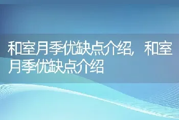 和室月季优缺点介绍