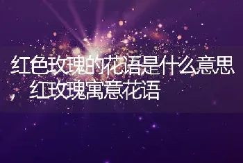 红色玫瑰的花语是什么意思