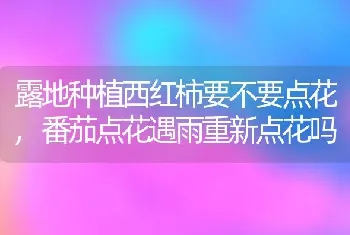 露地种植西红柿要不要点花