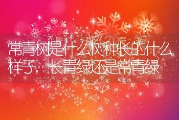 常青树是什么树种长的什么样子