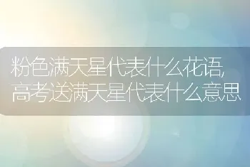 粉色满天星代表什么花语