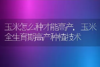 玉米怎么种才能高产