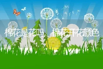 棉花是花吗