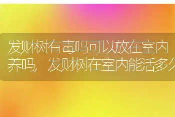 发财树有毒吗可以放在室内养吗