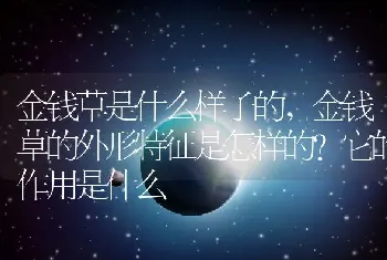 金钱草是什么样子的