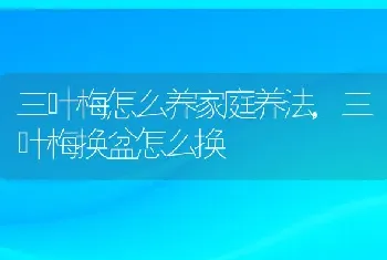 三叶梅怎么养家庭养法