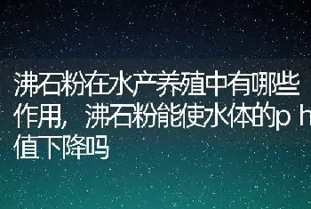 沸石粉在水产养殖中有哪些作用