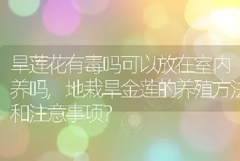 地栽旱金莲的养殖方法和注意事项