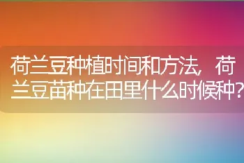 荷兰豆苗种在田里什么时候种