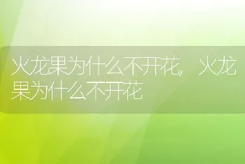 火龙果为什么不开花