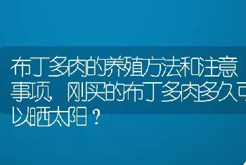 刚买的布丁多肉多久可以晒太阳