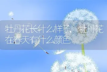 牡丹花长什么样子