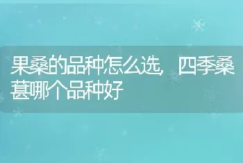 果桑的品种怎么选