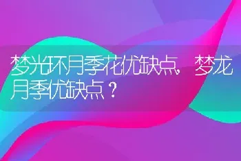 梦龙月季优缺点