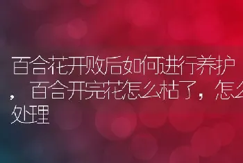 百合花开败后如何进行养护