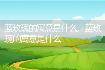 蓝玫瑰的寓意是什么