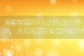 木瓜海棠花有毒吗室内养