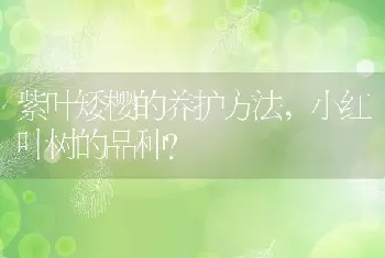 小红叶树的品种