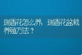 瑞香花盆栽养殖方法